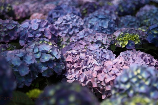 Purple Hydrangea Blue Flower