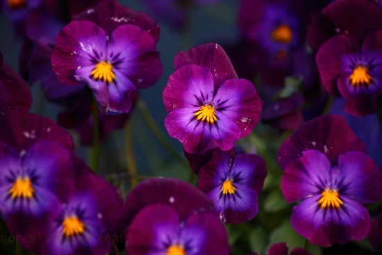 Purple Pansies Spring Flowers