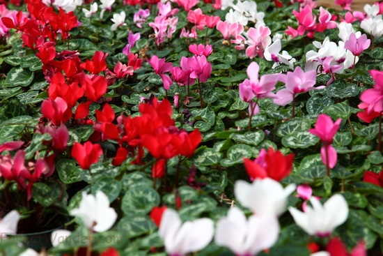 Red White Pink Flower Cyclamen