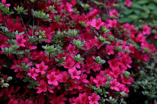 Spring Azalea Flowers