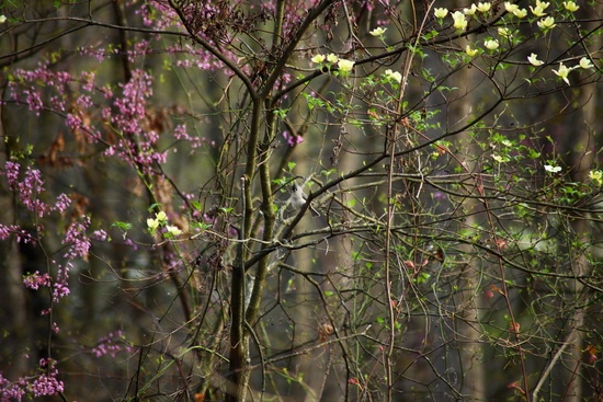 Spring Bird Flowering Tree Woods
