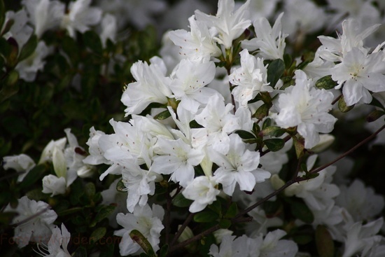 Spring Bloom White Azalea Flowers
