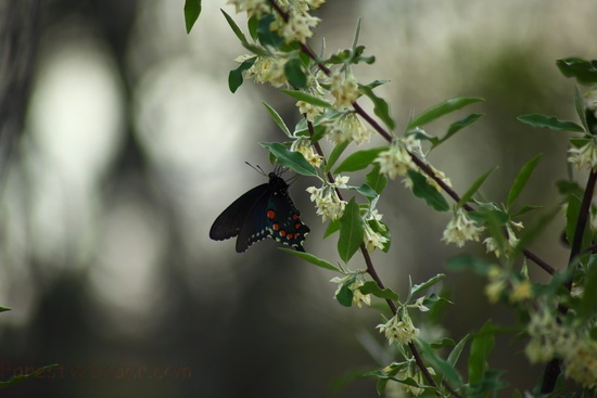Spring Blue Orange Black Butterfly