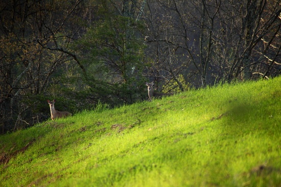 Spring Deer Field