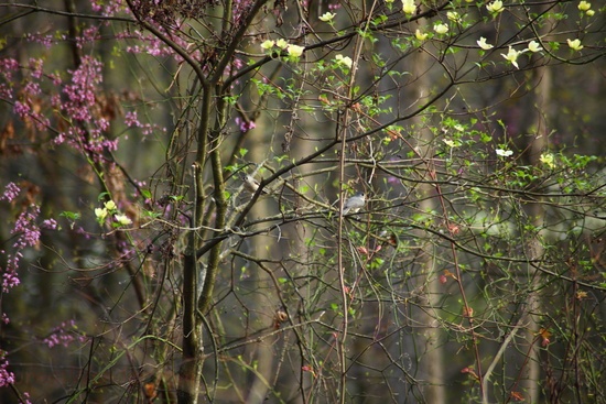 Spring Love Birds In A Tree With Flowers