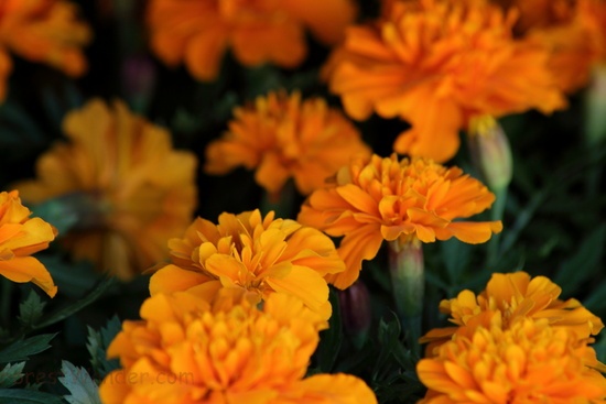 Spring Marigold Flowers