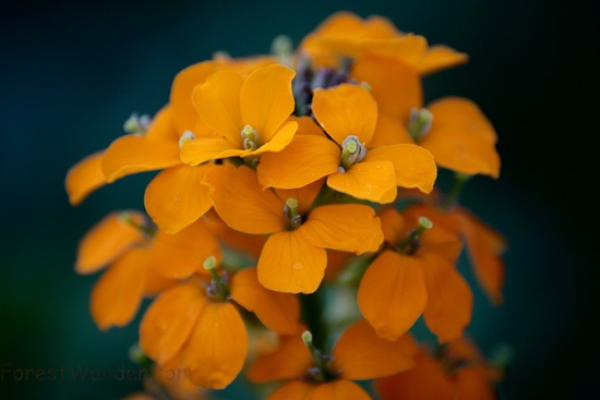 Spring Orange Wild flowers