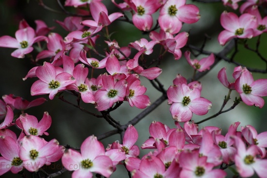 Spring Pink Bloom Tree