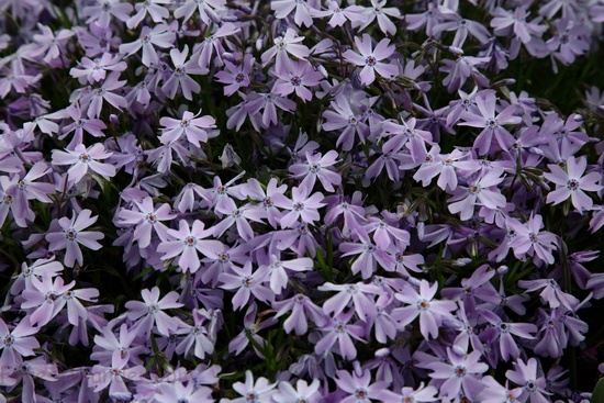 Spring Purple Creeping phlox Flowers