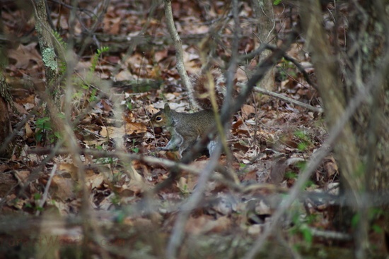 Spring Squirrel With A Big Nut In Its Mouth