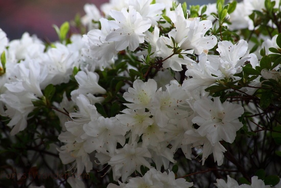 Spring White Flowers Azalea