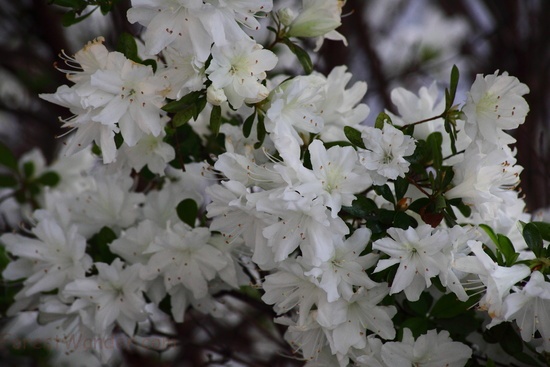 White Flowers Azalea Bloom Spring