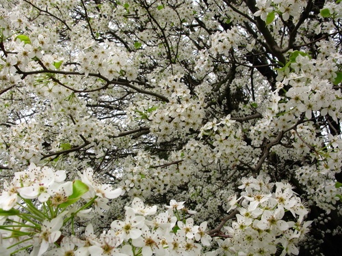 White Pear Tree Flowers Blooming Spring