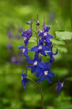 Beautiful Spring Blue Wildflowers