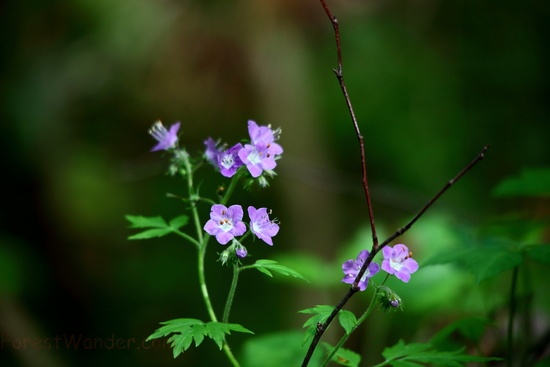 Blue Forest Flowers