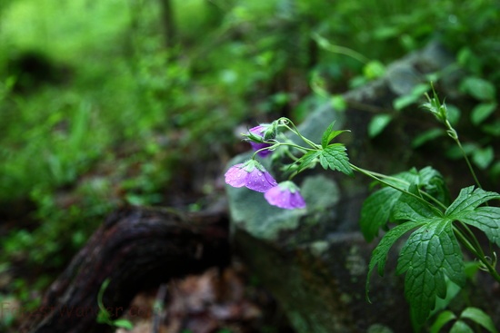 Forest Spring Wildflowers