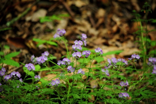Forest Spring Wildflowers Blue