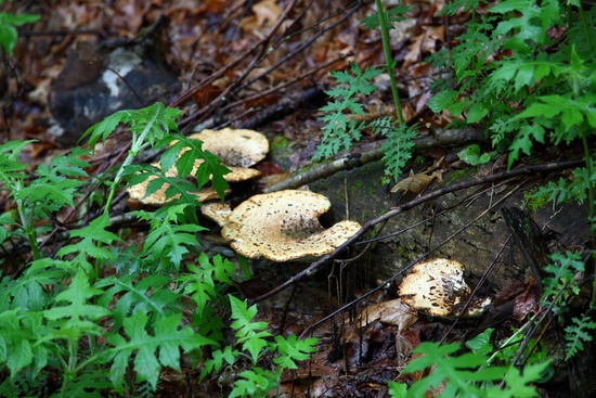 Fungis Spring Forest