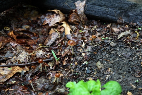 Mushrooms Macro Forest