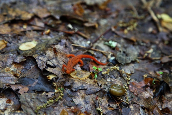 Newt Lizard Snail on the Trail