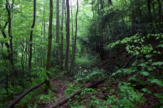 Old Mountain Trail Springtime