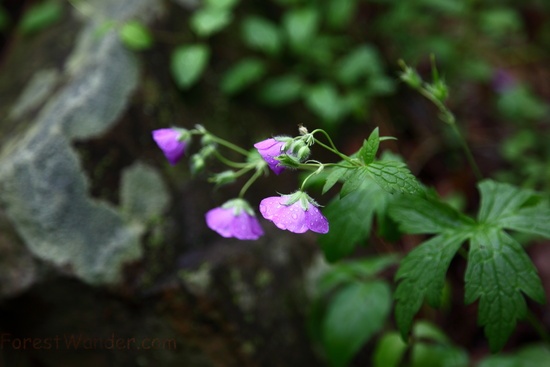 Purple Spring Wildflower Forest