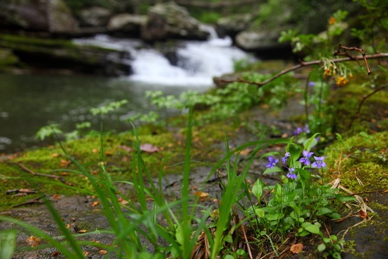 Purple Wildflowers Forest Waterfall