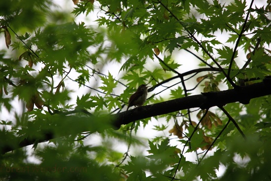Spring Bird Singing Tree