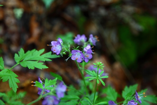 Spring Flowers Forest