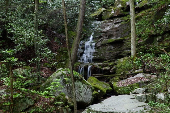 Spring Forest Waterfall