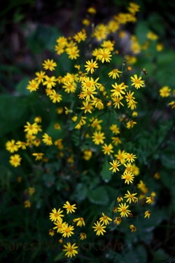 Spring Forest Yellow Wildflowers