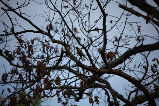 Spring Red Robin Tree