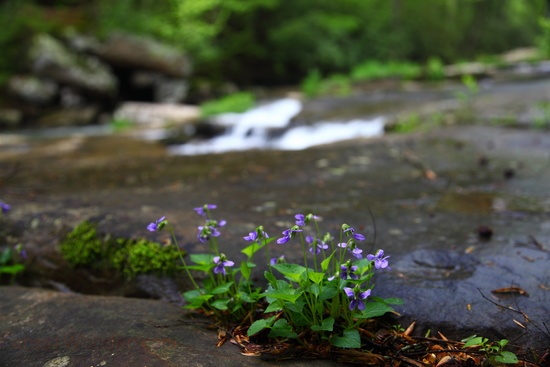 Spring Wildflowers Stream Wv
