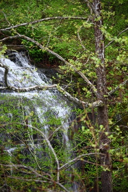 Waterfalls Spring Tree