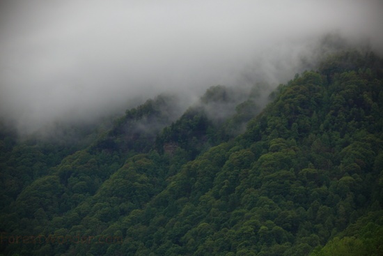 West Virginia Spring Mountains Fog
