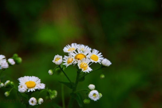 Wildflowers Forest Wv