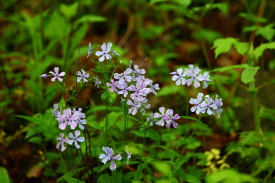 Wv Spring Forest Wildflowers