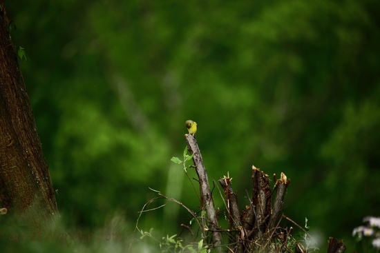 Yellow Canary Springtime