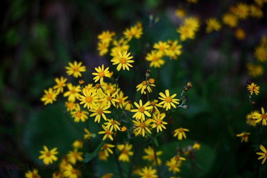 Yellow Forest Spring Wildflowers