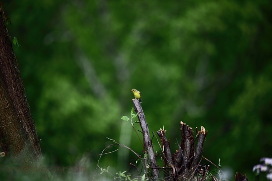 Yellow Spring Canary