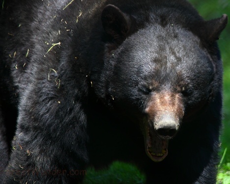 Black Bear Open Mouth