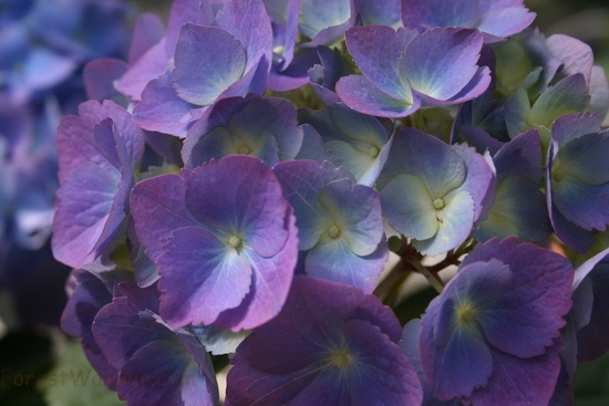 Blue and White Flowers