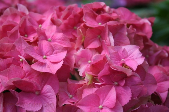 Pink Summer Flowers