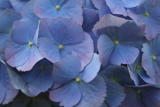 Up Close Summer Flowers