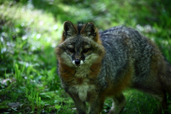 Grey Fox Face