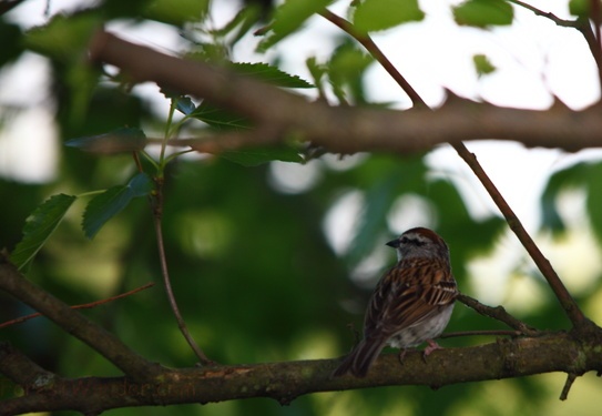 Sparrow Bird sitting on a tree branch