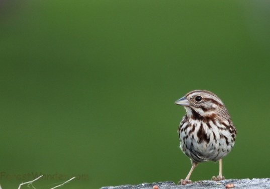 Little Sparrow Bird