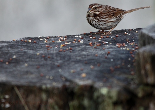 Little fat Sparrow bird