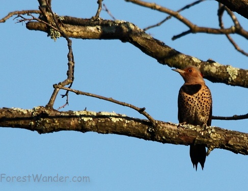 Spotted Woodpecker