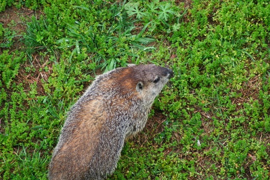 Grey Groundhog from above